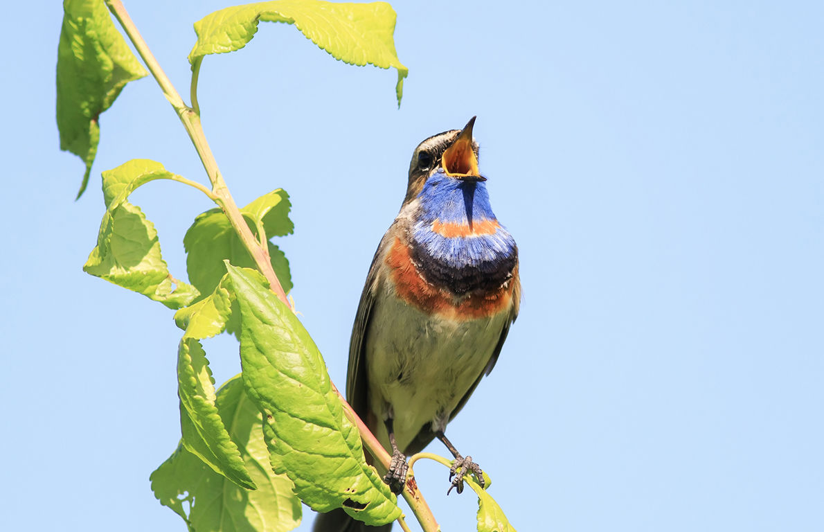 4 Calling Birds